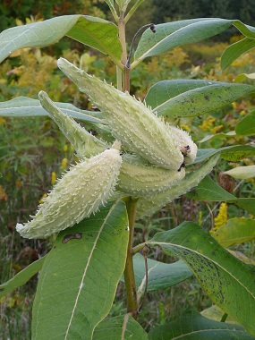 Common Milkweed:

Milky latex, large simple smooth leaves, huge spiky fruit