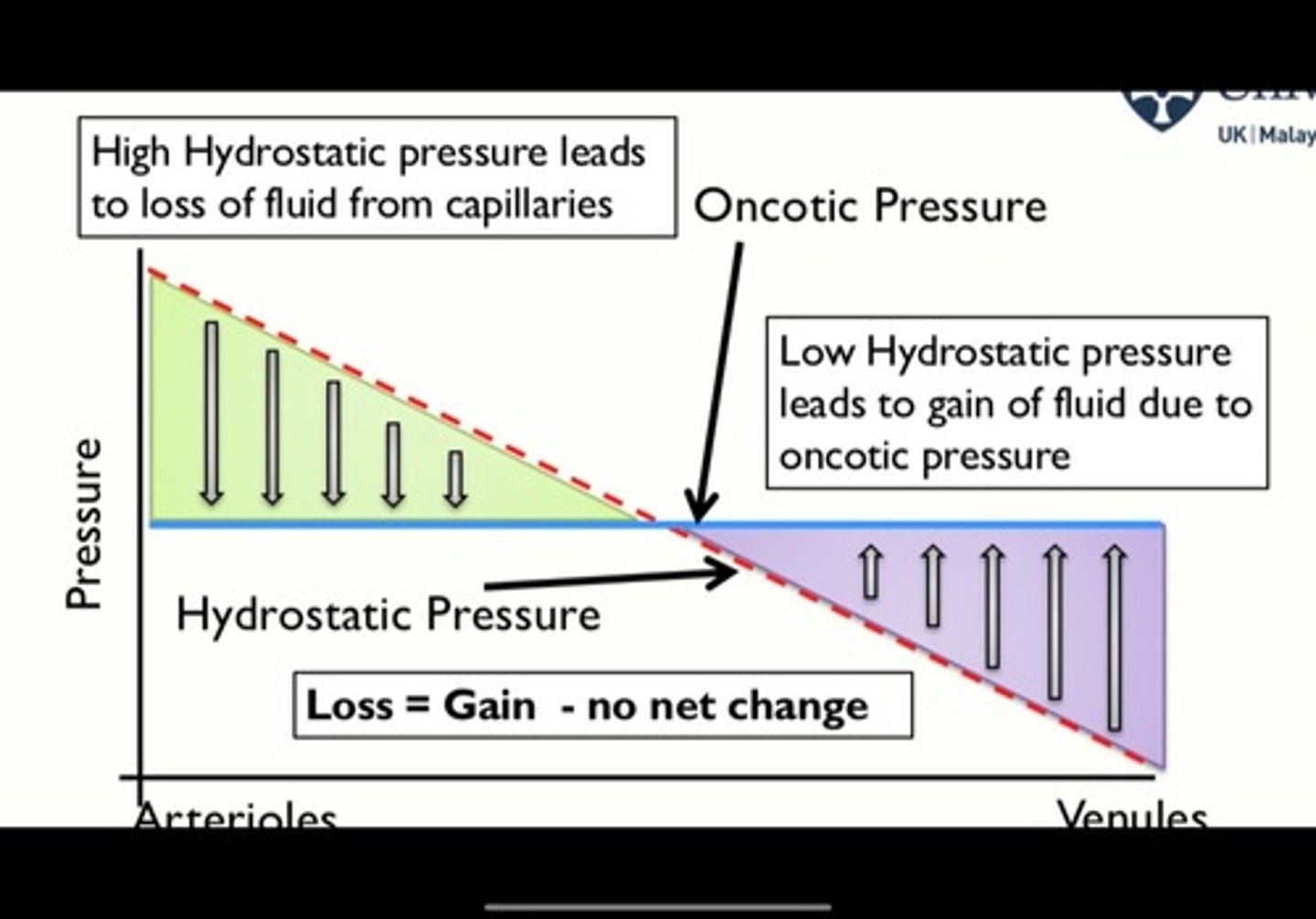 <p>the capillary pressure vs the capillary length from arterial to venous end</p><p>- inward pressure (πC + PIF) = the blue line, constant</p><p>- outward pressure (πIF + Pc) = red line, decreasing as capillary hydrostatic pressure drops</p><p>transition point = point where outward pressure drops below inward pressure changing movment from untrafiltration to reabsorbtion</p>