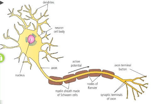 <ul><li><p>Dendrites</p></li><li><p>Axon</p></li><li><p>Soma</p></li></ul><p></p>