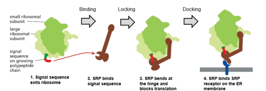 <p>Signal Recognition Particle:</p><p>SRP binds to the signal sequence that exits the ribosome to pause translation before binding the ribosome and the translating protein onto the SRP receptor in the ER membrane</p>