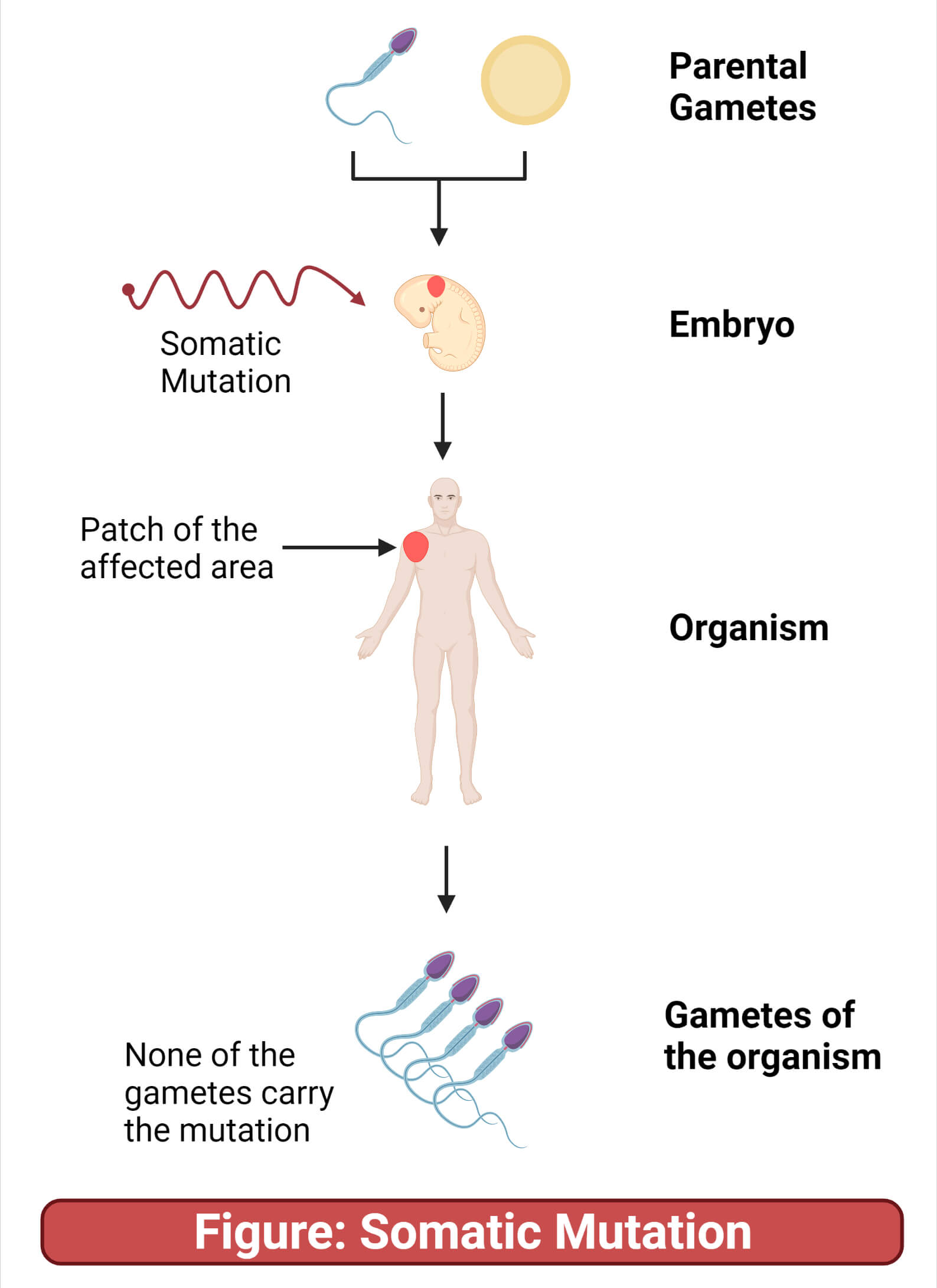 <p>Occurs in somatic (non-gamete) cells</p><p>Mutations passed on to daughter cells during mitosis, and to daughter cells of those cells as well</p><p>Not passed on to sexually reproduced offspring</p><p>Ex: mutation in a single human skin cell could result in a patch of skin cells that all have the same mutation</p>
