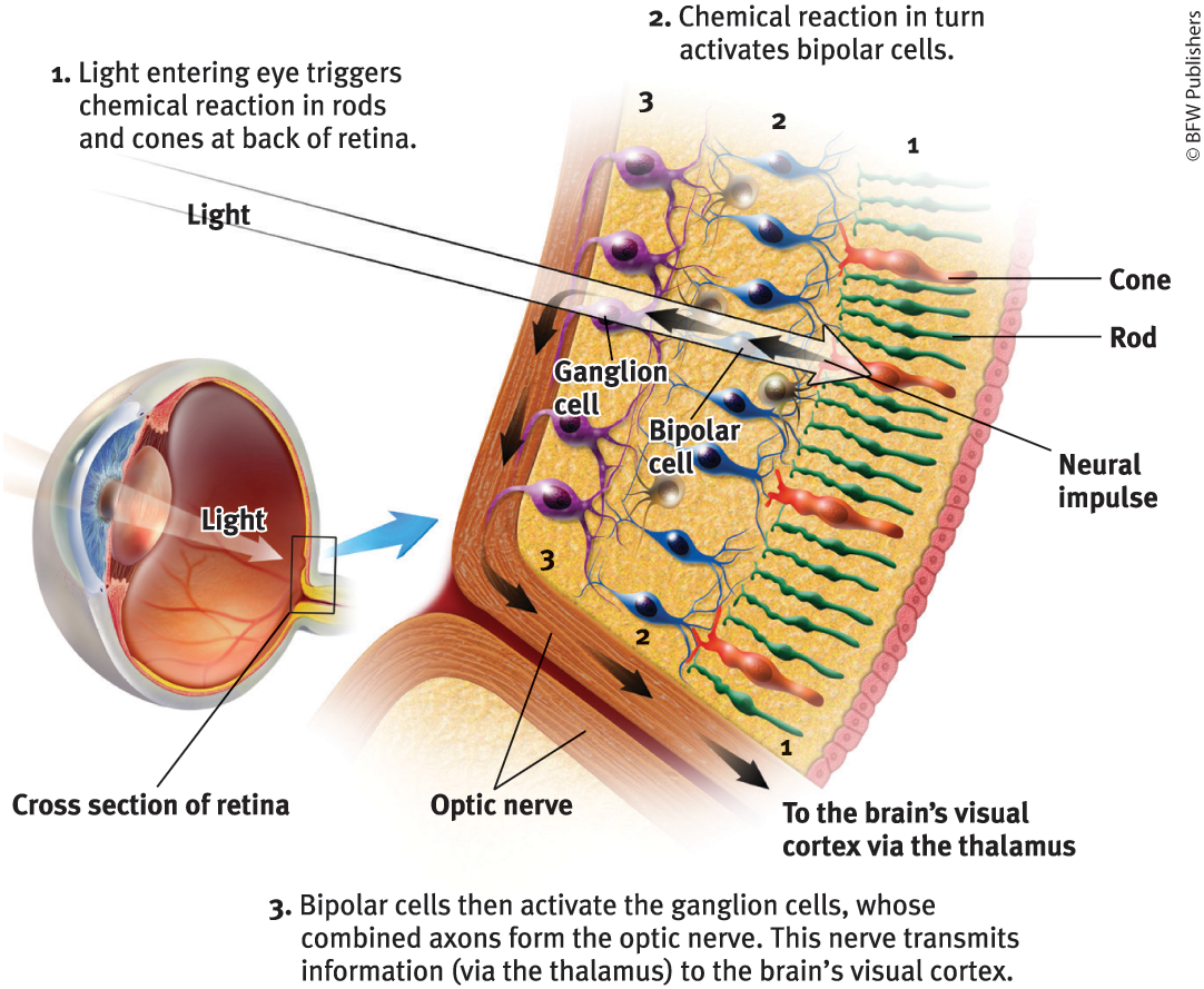 <p><u>retinal receptors that are concentrated near the center of the retina</u>&nbsp;+ function in <u>daylight/well-lit</u>&nbsp;+ <u>detect fine detail</u> + give rise to <u>color sensations</u></p>