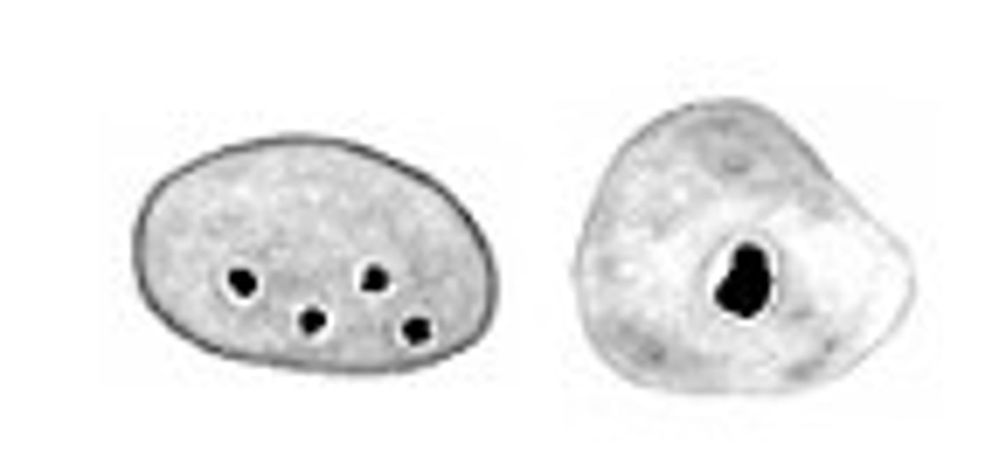 <p>Identify the parasite</p>