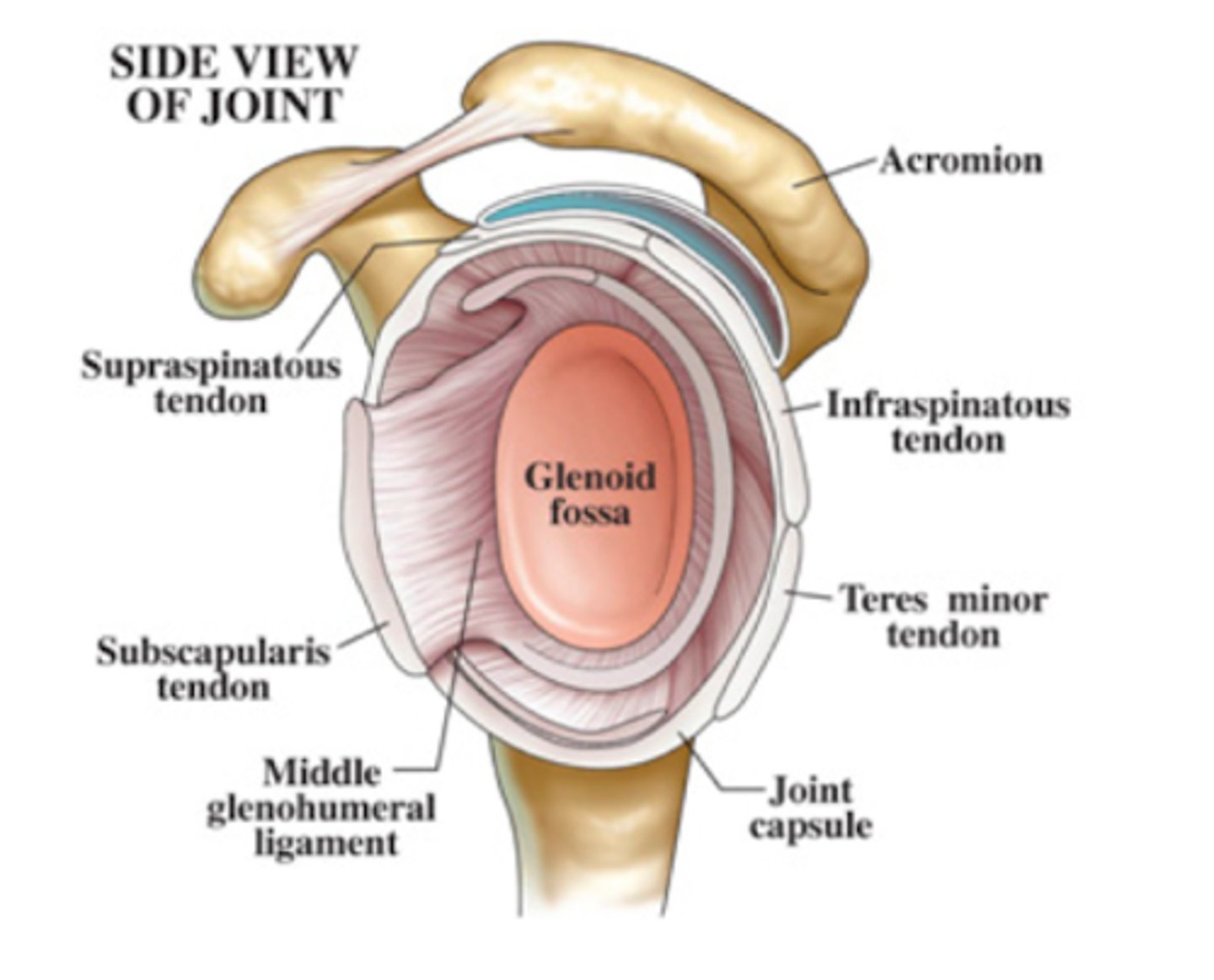<p>Supraspinatus</p><p>Infraspinatus</p><p>Teres minor</p><p>Subscapularis</p><p>*4 muscles that compose the rotator cuff</p>