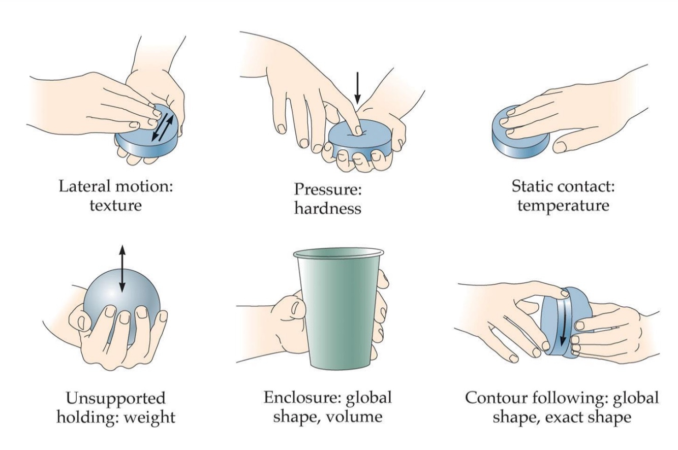 <ul><li><p>Stereotyped hand movement pattern used to contact objects in order to perceive their properties</p></li><li><p>Optimal for obtaining precise details about one or two specific properties, (e.g., to find out how rough object is: Lateral motion)</p></li><li><p>Not genetic, but not taught either, we just figure it out</p></li><li><p>Consist of</p><ul><li><p>Lateral motion</p></li><li><p>Pressure</p></li><li><p>Static contact</p></li><li><p>Unsupported holding</p></li><li><p>Enclosure</p></li><li><p>Contour following</p></li></ul></li></ul><p></p>
