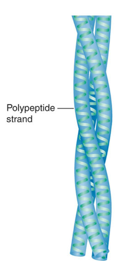 <p>What are intermediate filaments?</p>