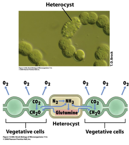 <ul><li><p><strong>Specialized cells in <em>Anabaena</em> for nitrogen fixation</strong></p></li><li><p><strong>Protect nitrogenase from oxygen</strong></p></li><li><p><strong>Gas vesicles provide buoyancy</strong></p></li></ul><p></p>
