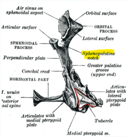 <p>sphenopalatine notch </p><p>in vivo foramen (nerve to nasal cavity)</p>