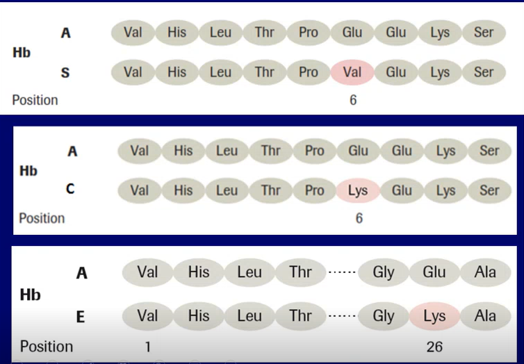 <p>Bệnh hồng cầu liềm HbS:glu(6)→val</p><p>Bệnh hemoglobinC: HbC:Glu(6)→lysine</p><p>Bệnh hemoglobin E: HbE:Glu(26)→lys</p>
