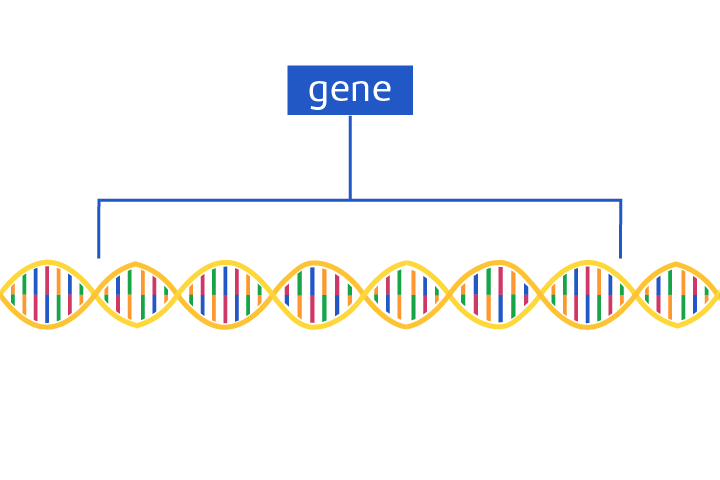 <p>A section of DNA that carries the code to make a protein, composed of specific sequences of DNA causing a characteristic. </p>