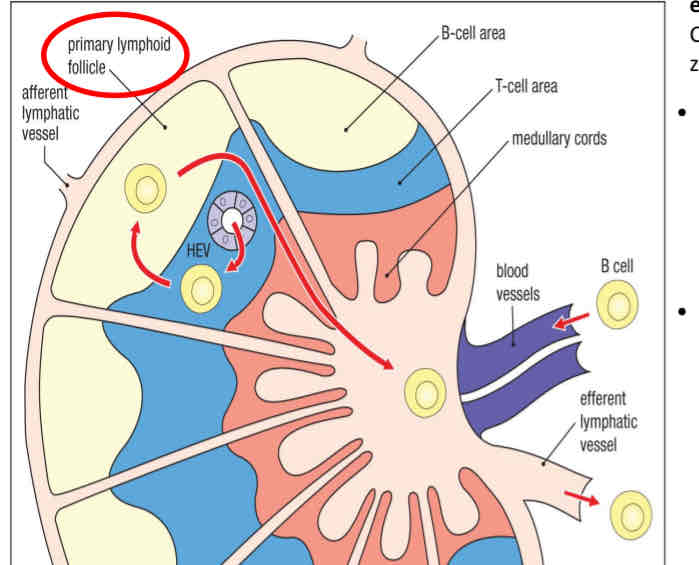 <p>They encounter their specific antigen/pathogen then they stop recirculating </p><ul><li><p>ones that DO NOT encounter their specific antigen → obtain survival signals </p></li></ul>