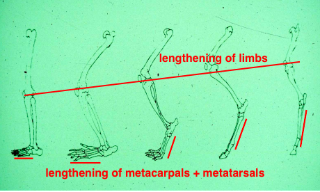<ul><li><p>lengthening limbs</p></li><li><p>lengthening metacarpals and metatarsals</p></li><li><p>extension and flexion of spine</p></li><li><p>increasing rotation of scapula by loss of clavicle</p></li></ul><p></p>