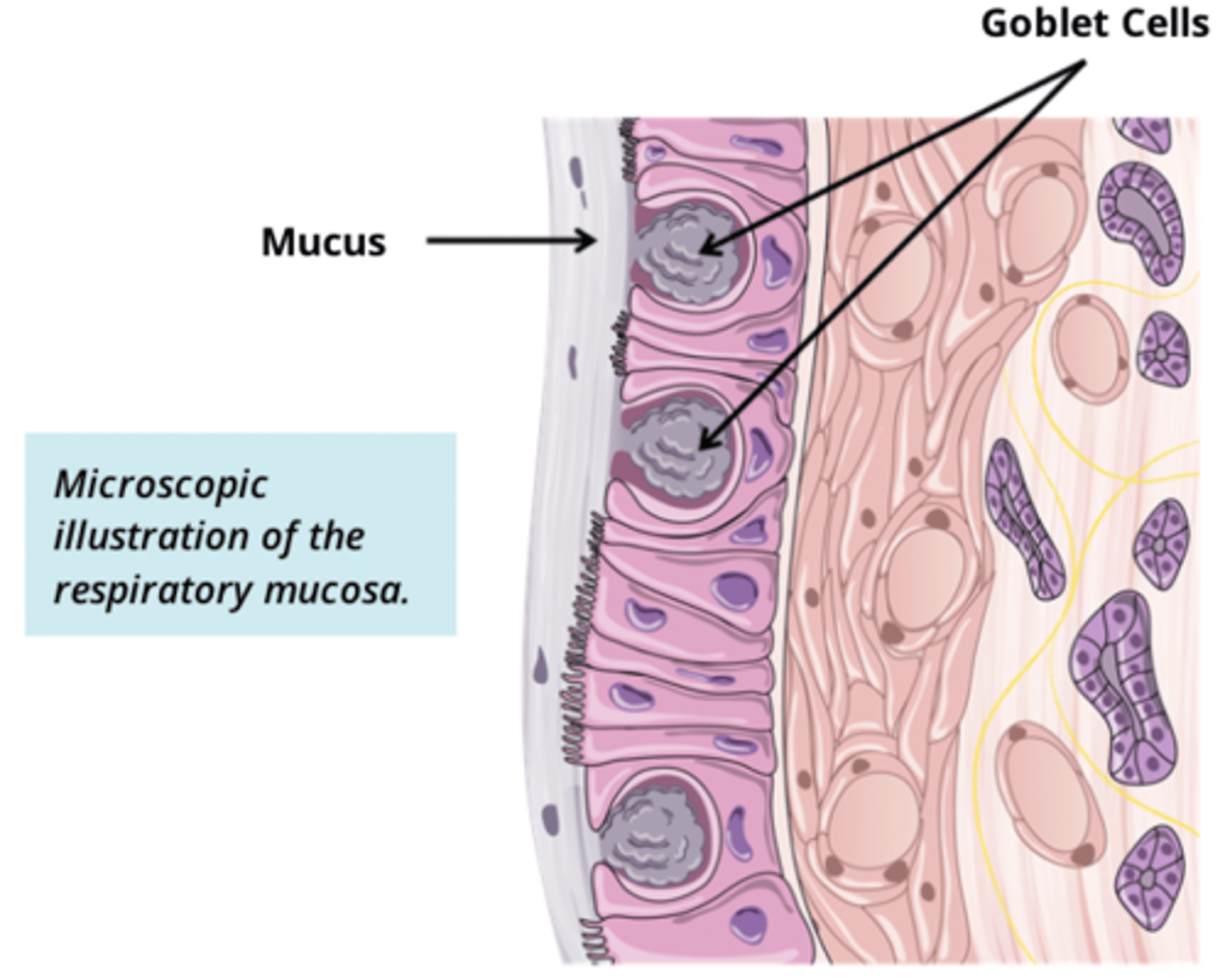 <p>Found interspersed throughout the pseudostratified epithelium.</p><p>These cells produce mucus, causing them to stain lightly in a histological image.</p>