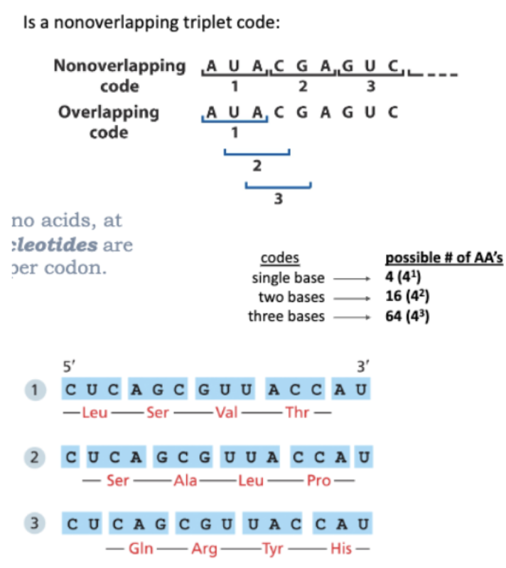 <ul><li><p>IS A NONOVERLAPPING TRIPLET CODE</p></li><li><p>FOR 20 AMINO ACIDS, AT LEAST 3 NUCLEOTIDES ARE NECESSARY PER CODON </p></li><li><p>BECAUSE THE CODE IS NONOVERLAPPING, EACH FRAME GIVES A DIFFERENT SET OF TRIPLETS</p></li></ul><p></p>