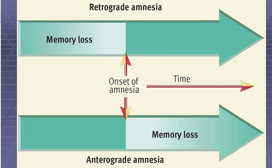 <p>anterograde: impairs abilities to form new memories</p><p>retrograde: impairs ability to recall old memories</p>