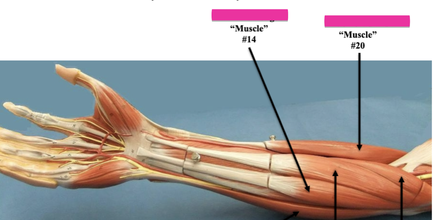 <p>Label muscle #20 </p>