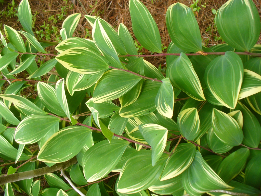 <p><em>Asparagaceae -</em> chřestovité <em>(Convallariaceae)</em></p><p><em>Polygonatum odoratum -</em> kokořík vonný</p>