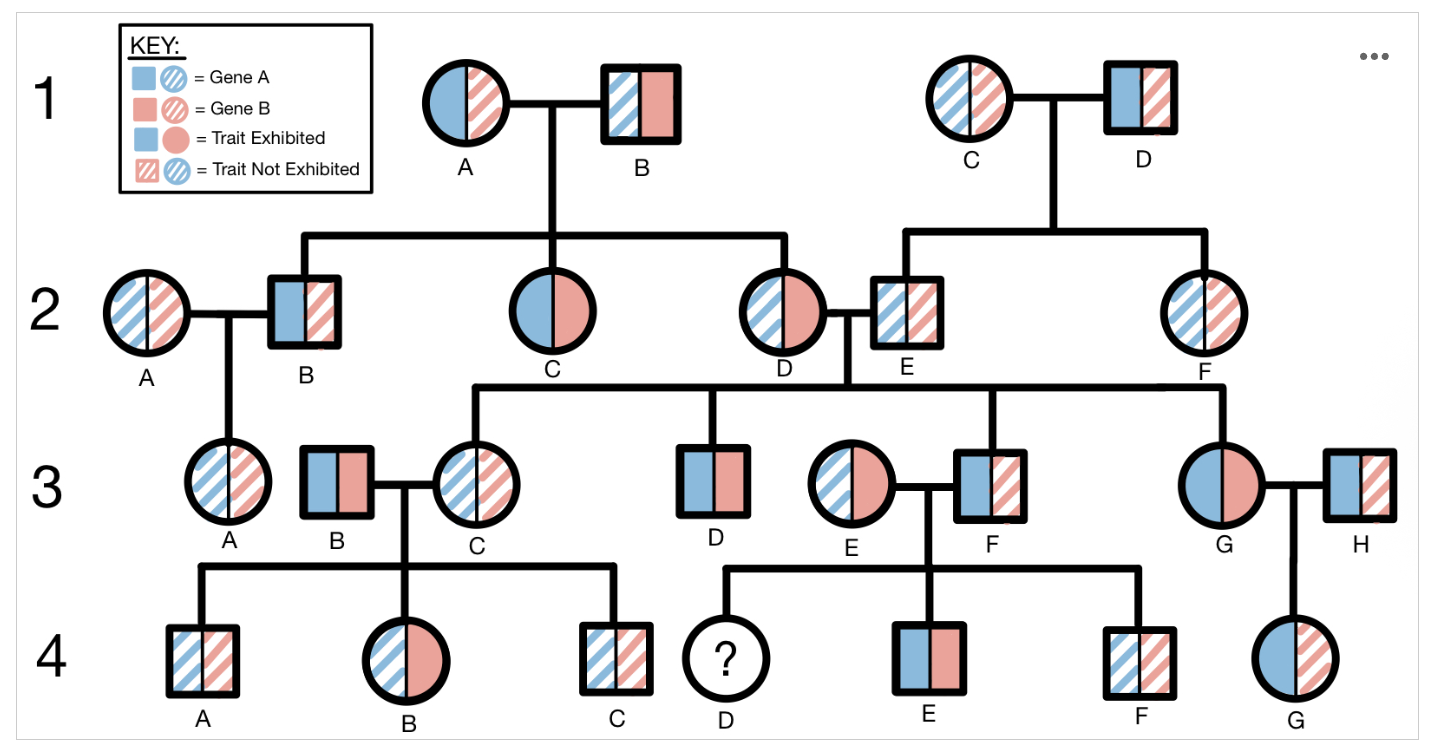 <p><span><span>Questions #1-3 refer to the following pedigree. This pedigree illustrates the inheritance pattern of two unrelated traits, Trait Blue and Trait Red, across four generations of one family. Trait Blue is one phenotype of the protein encoded by Gene A, while Trait Red is one phenotype of the protein encoded by Gene B. In this pedigree, squares represent males and circles represent females. Solid-colored shapes represent an individual who exhibits a trait and dashed lines represent an individual who does not exhibit the trait. Trait Blue is depicted on the left side of each shape while Trait Red is depicted on the right side of each shape.</span></span></p><p><span><span>What type of inheritance pattern does Trait Red </span></span><em>most likely </em><span><span>follow?</span></span></p><p><span><span>Option A: </span></span>Autosomal dominant</p><p>Option B: Autosomal recessive</p><p>Option C: Sex-linked dominant</p><p><span><span>Option D: </span></span>Sex-linked recessive</p>