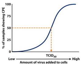 <p>Tissue culture infectious dose 50 (TCID<sub>50</sub>)</p><ul><li><p>amount of virus needed to induce a CPE (cytopathic effect) in 50% of cultured cells</p></li><li><p>most sensitive &amp; most responsive</p></li></ul><p></p><p>Lethal dose 50 (LD<sub>50</sub>)</p><ul><li><p>amount of virus needed to kill 50% of test animal subjects</p></li></ul><p></p>