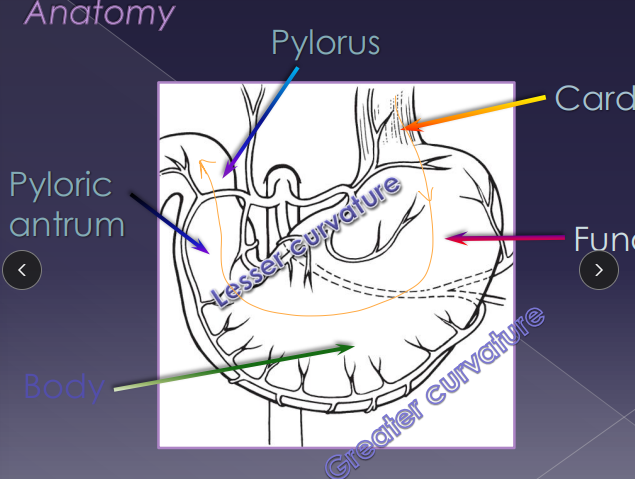 <ul><li><p><span style="color: rgb(136, 136, 136);"><strong>Et: </strong></span><strong>stomach/abdominal esophagus through esophageal hiatus</strong></p></li><li><p><strong>Congenita</strong>l (Phrenicoesophageal ligament laxity) , <strong>trama</strong>, brachycephalic syndrome, laryngeal paralysis, chronic vomiting</p></li></ul><ul><li><p><span style="color: rgb(136, 136, 136);"><strong>Sig:</strong></span> English bulldog, Shar Pei</p></li><li><p><span style="color: rgb(136, 136, 136);"><strong>Cs:</strong> </span><u>inappetence, dysphagia, regurgitation, vomiting, weight loss, dyspnea</u></p></li><li><p><span style="color: rgb(136, 136, 136);"><strong>Dt: </strong></span>rads (may be normal), contrast gastroesophagram, fluoroscopy</p></li><li><p><span style="color: rgb(136, 136, 136);"><strong>Tx: </strong></span>antacids, sucralfate, metoclopramide, low-fat diet, elevate feeding, herniorrhaphy, esophagopexy, <span style="color: red;"><strong><u>left-sided fundus gastropexy</u></strong></span></p><ul><li><p><span style="color: rgb(136, 136, 136);"><strong>Comp: </strong></span>persistent regurg, aspiration pneumonia</p><ul><li><p>Refer out for Sx</p></li></ul></li></ul></li></ul><p></p>