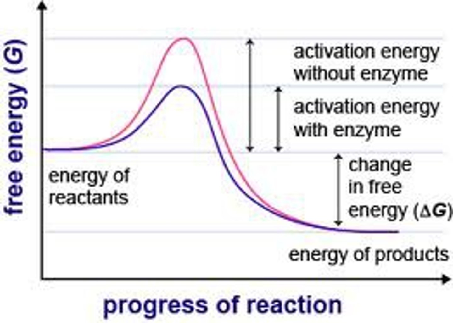 <p>When a reaction doesn't require energy to proceed it is said to be this - doesn't mean it will be FAST.</p>