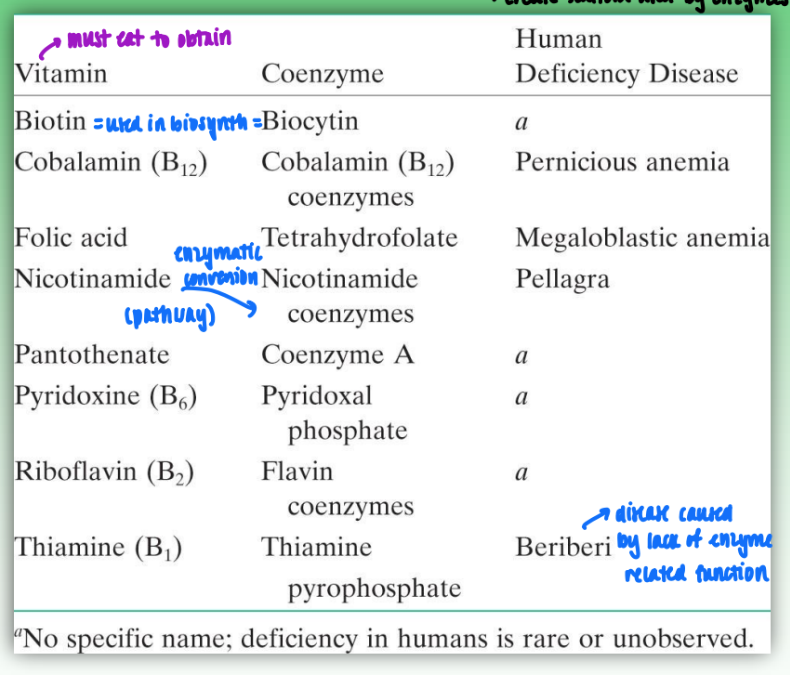 <ul><li><p>vitamins create scaffold used by enzymes to convert to coenzymes</p></li><li><p>must ingest vitamins from outside sources</p></li><li><p>examples:</p><ul><li><p>biotin synthesizes the biocytin coenzyme</p></li><li><p>nicotinamide is enzymatically converted to nicotinamide coenzyme</p></li></ul></li></ul><p></p>