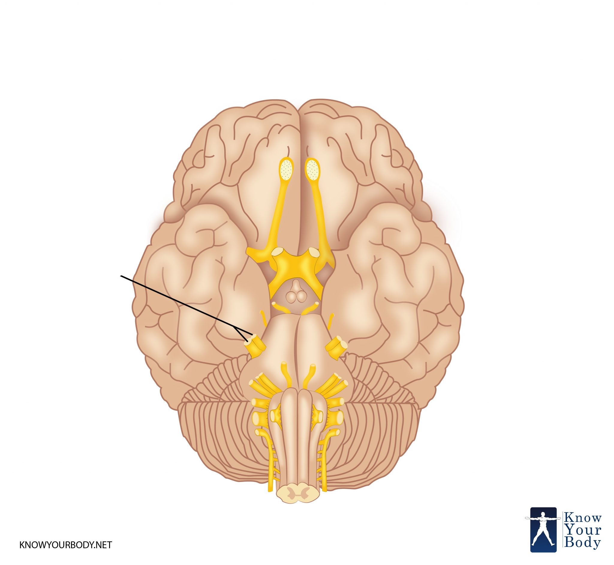 <p>What is the name and number of this craninal nerve?</p>