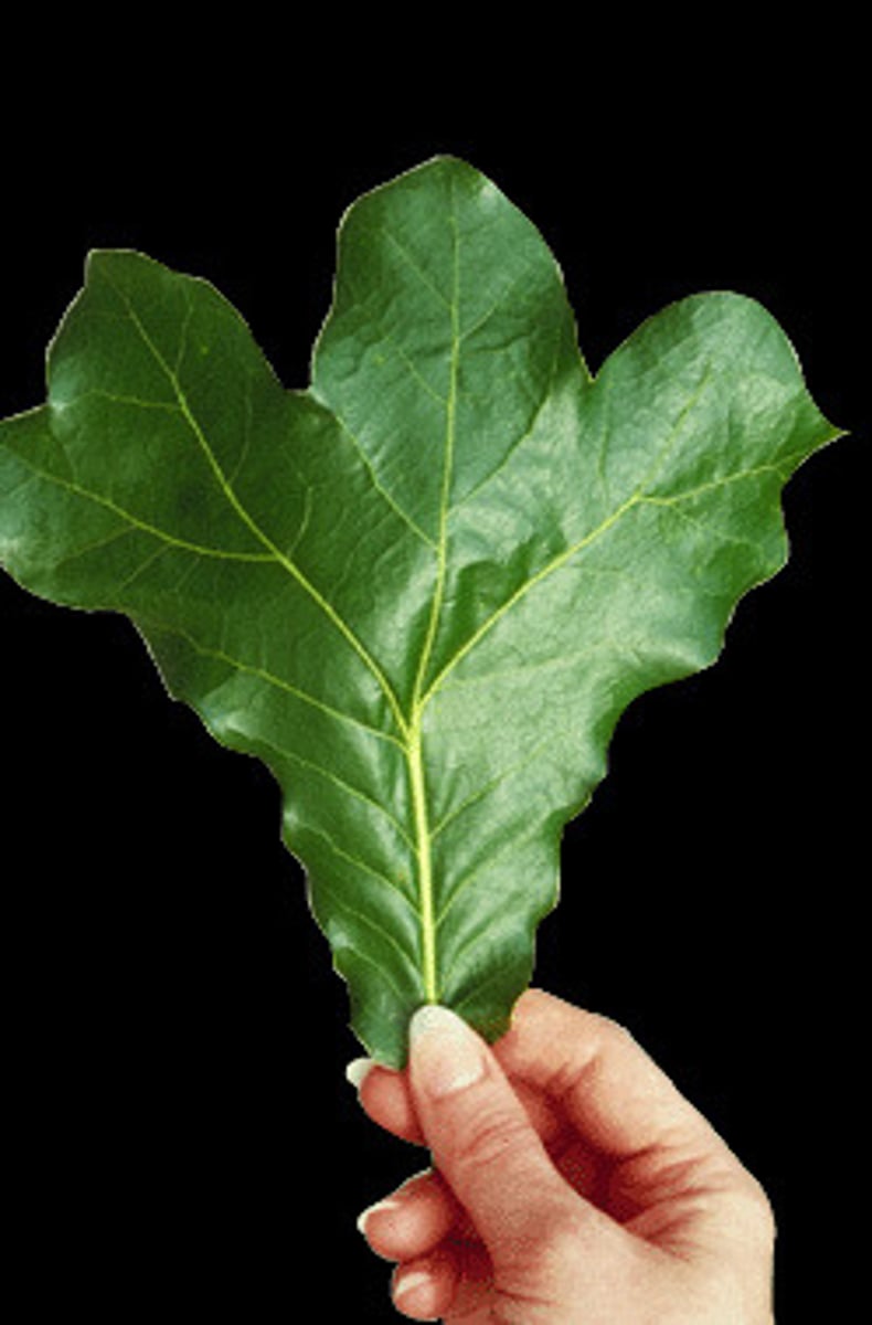 <p>Quercus marilandica<br>Fagaceae</p>