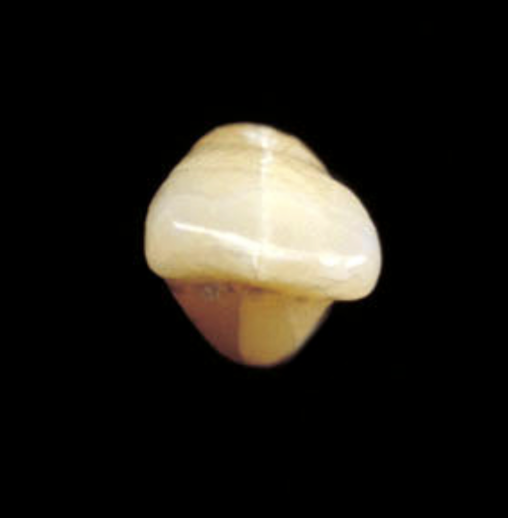 <p>Tooth #, Eruption, and Root Formation</p>