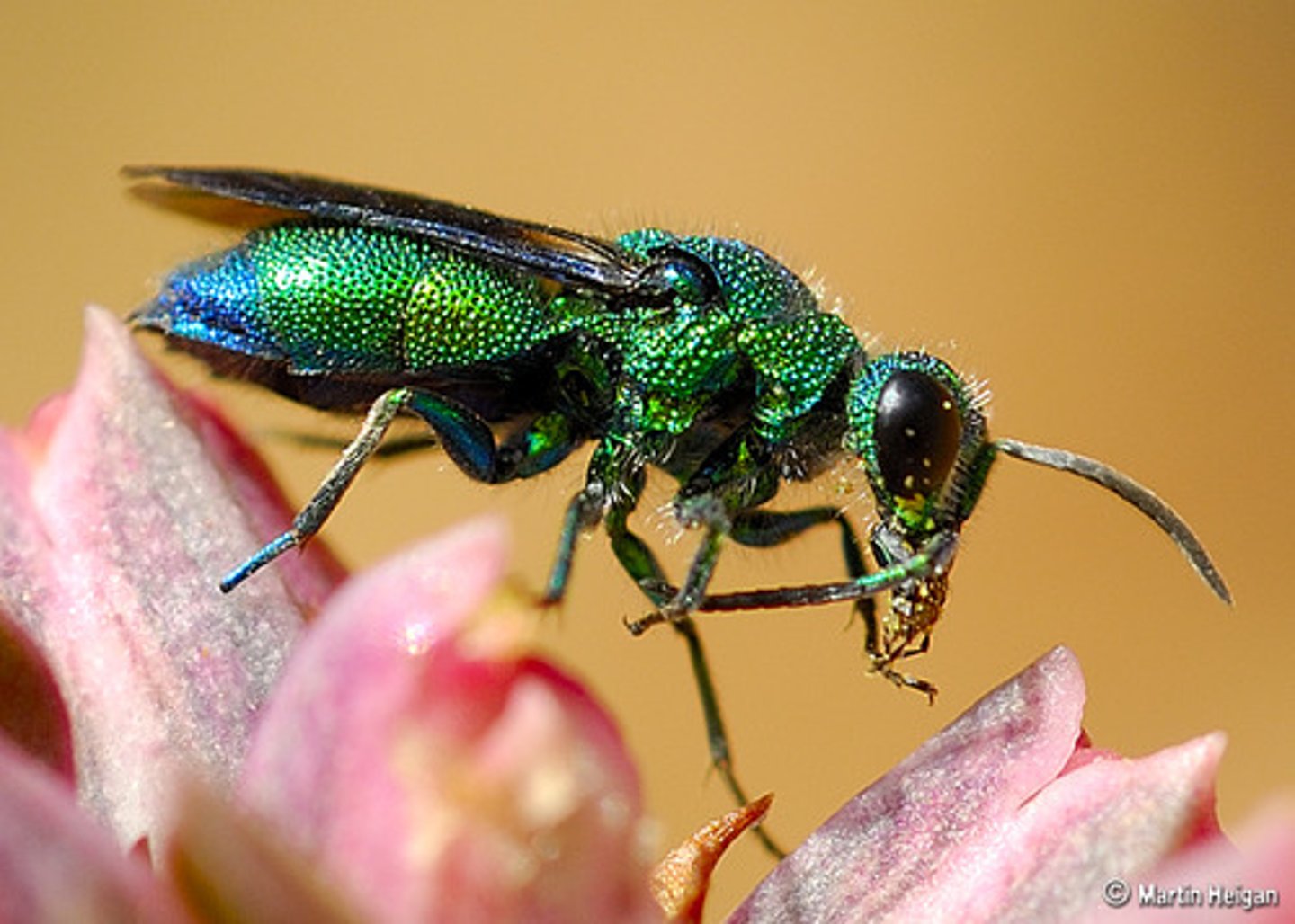 <p>Cuckoo wasps</p>