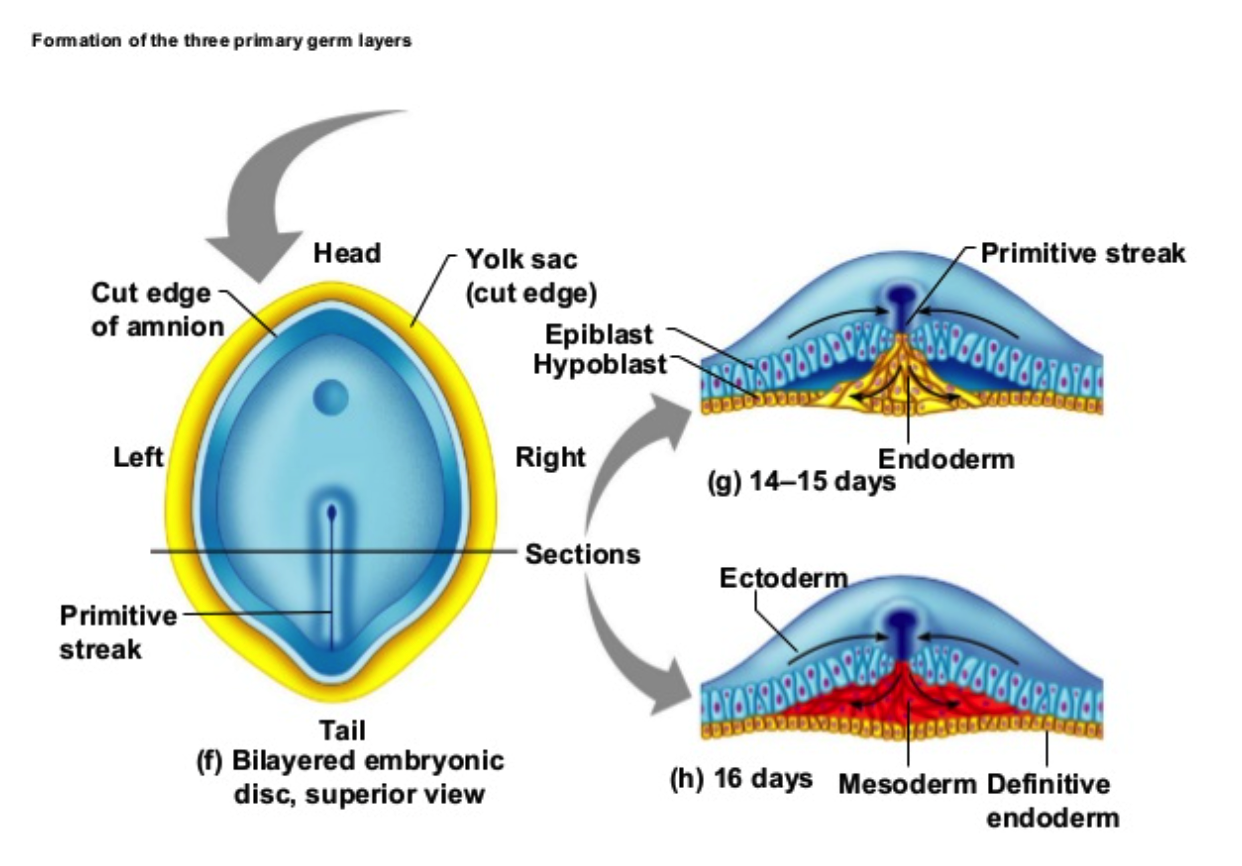 <p><strong>Primitive Streak</strong></p><ul><li><p>Gastrulation involves a series of movements and cell migrations that lead to the formation of this characteristic structure</p><ul><li><p>The cells in the blastula move towards the primitive streak and undergo changes that result in their _______ into the three germ layers.</p></li><li><p>This process is tightly regulated by various molecular signals and genetic programs.</p></li></ul></li></ul>