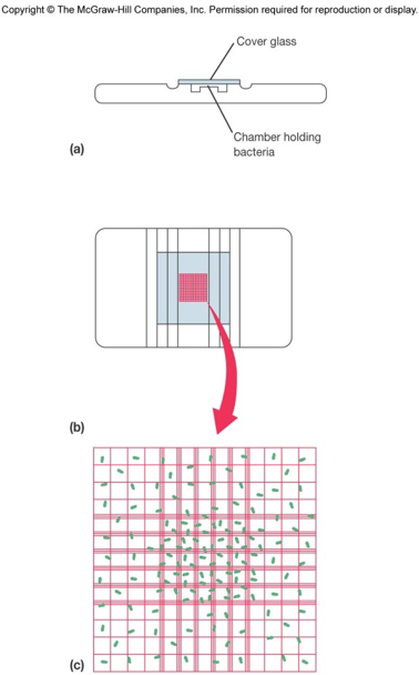 <p>• A quick and easy way to visualize how many cells are there.</p><p>• Useful for counting both eukaryotes and prokaryotes.</p><p>• A <u>disadvantage</u> is that you cannot distinguish between living and dead cells.</p>