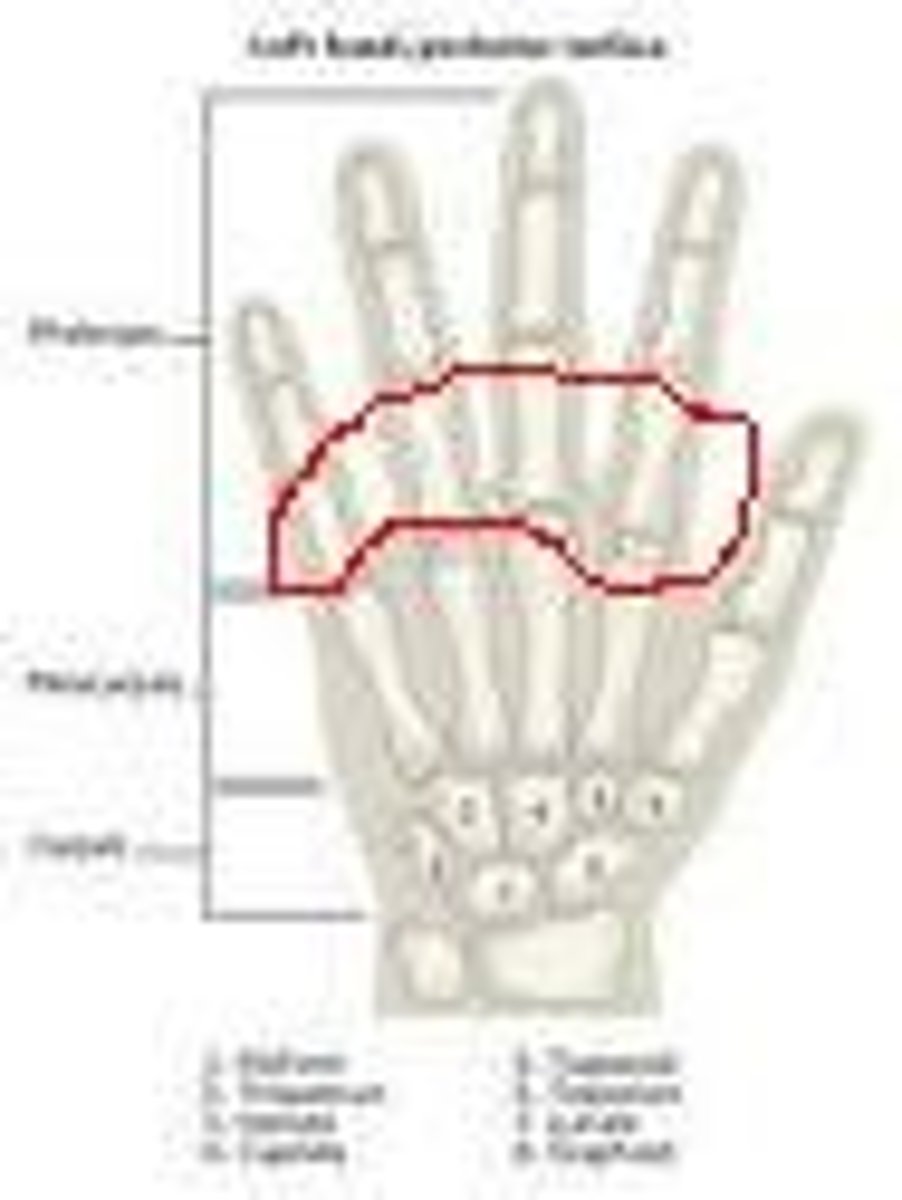 <p>the phalanges closest to the wrist</p>