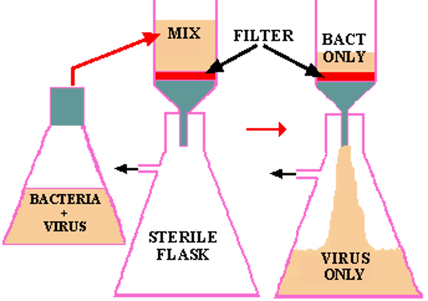 Chapter 6 Viruses and Prions Flashcards Knowt