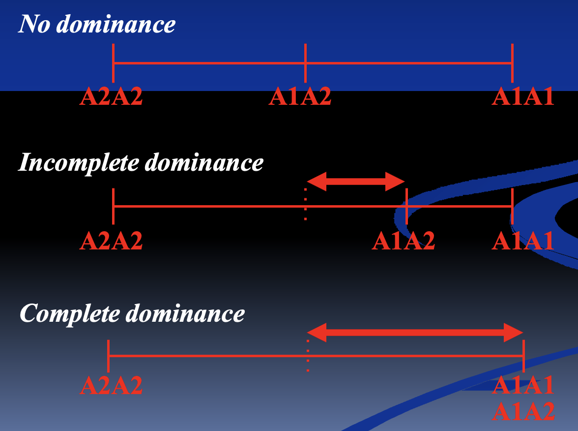 <p><span style="color: blue"><strong>Dominance Deviation </strong></span></p><ul><li><p>What is dominance deviation </p></li><li><p>What does it mean where there’s no dominance </p><ul><li><p>How does it affect breeding value predictions?</p></li></ul></li><li><p>What happens in incomplete dominance? </p><ul><li><p>How does it affect breeding value predictions?</p></li></ul></li><li><p>What happens in complete dominance?</p><ul><li><p>Why is it an issue for breeding value predictions?</p></li></ul></li></ul><p></p>