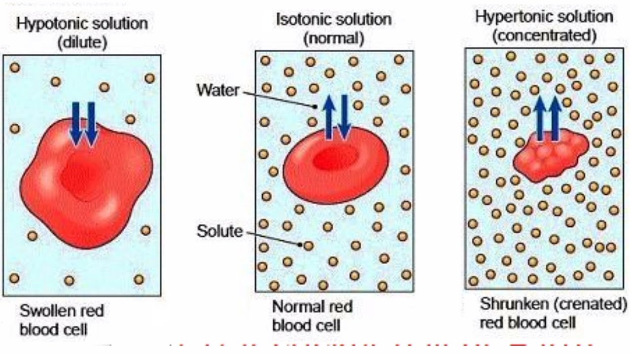 <p>In a hypotonic solution, the cell will swell because it means there is LESS solution outside of the cell. In an isotonic solution, the cell will remain the same because the amount of solution inside and outside the cell is the SAME. In a hypertonic solution, the cell would shrink because there is MORE solution outside of the cell.</p>