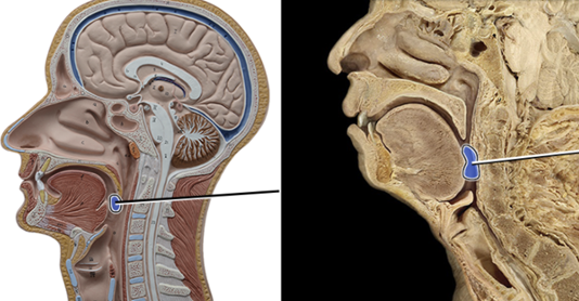 <p>“the tonsils”</p>