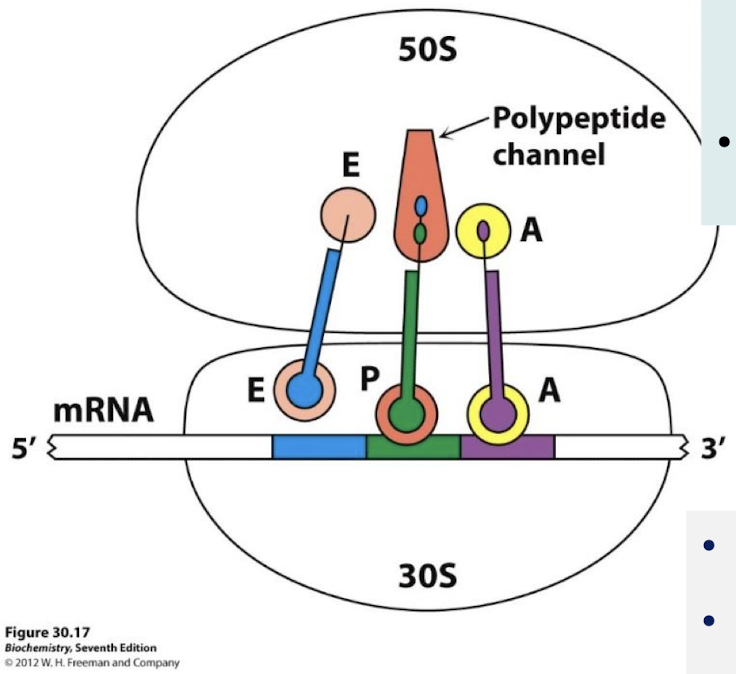 <p>The acceptor stems of the tRNA molecules occupying the A site and the P site converge at a site where a peptide bond is formed. A tunnel connects this site to the back of the ribosome.</p>