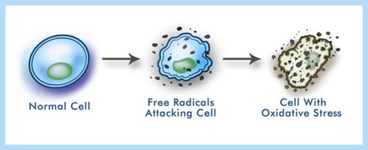 <p>damage caused by free radicals</p>