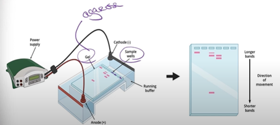 <p><span>DNA samples are inserted into the sample wells, and since DNA is negatively charged, it will be repelled by the cathode (-) and attracted to the positive side, the anode (+) on the other side of the gel. So DNA then migrates through the block of agarose gel towards the anode; but because the agarose gel is full of fibers, this makes it hard to move through, so as a result, little pieces of DNA move faster than big pieces. Note that this entire time, the anode and cathode are both hooked up to a power supply, which is helped by the running buffer solution to complete the circuit.</span></p>