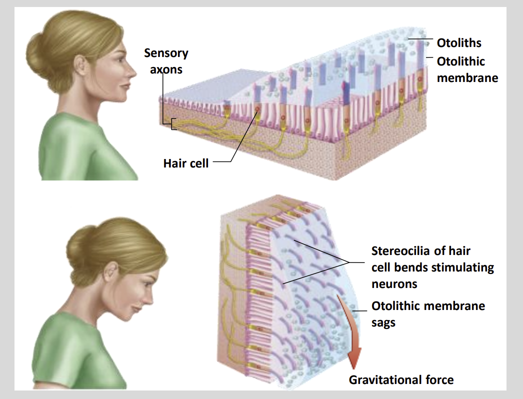 <ul><li><p>Otoliths &amp; Otolithic Membrane</p></li><li><p>Results in Depolarization or Hyperpolarization</p></li></ul><p></p>