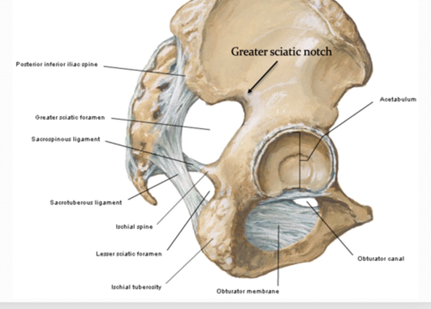 <p>What is the lesser sciatic notch between? </p>