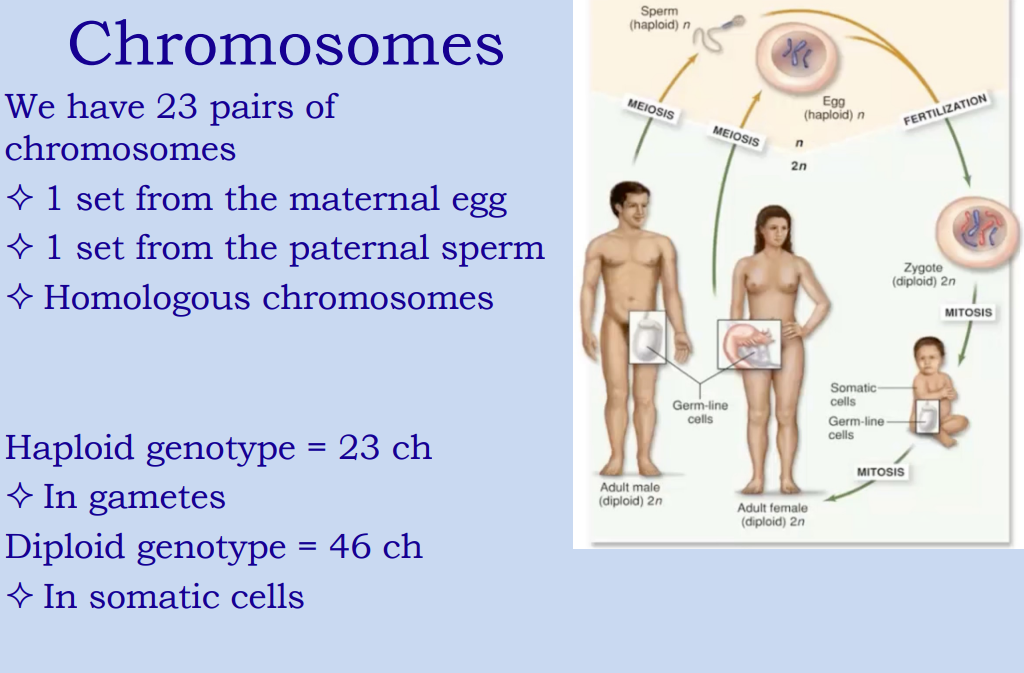 <p>Review</p><p></p>