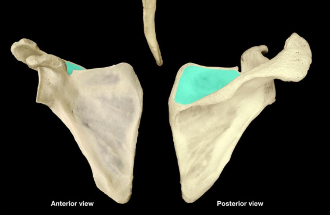 <p>what part of the scapula is highlighted</p>