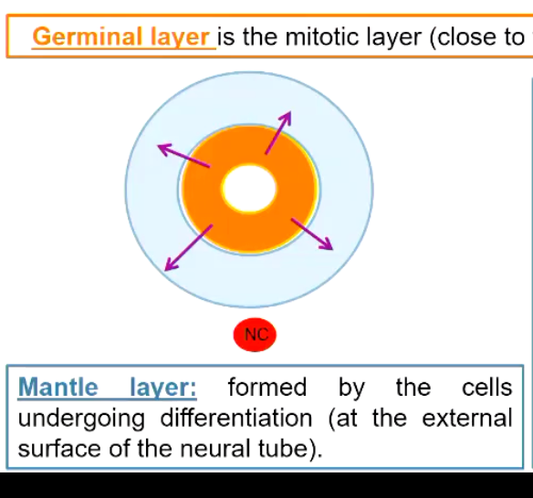 <p><strong>Germinal layer</strong> is the mitotic layer (close to the neural canal)</p><p><strong>Mantle layer:</strong> formed by the cells undergoing differentiation (at the external surface of the neural tube). </p>
