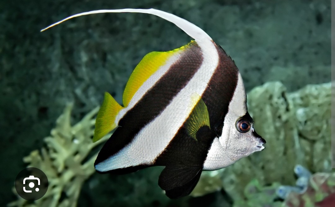 <p class="has-focus">Chaetodontidae family</p><p class="has-focus">They survive off plankton but often spend their days eating algae from the backs of larger fish or turtles.</p><p>Dorsal fin extends beyond body, black and white with yellow dorsal and caudal fins</p>