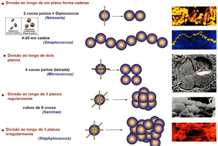 <p>Apresenta um formato redondo. Dividem-se ao longo de 1 plano, 2 planos ou 3 planos (neste podem ser regularmente ou irregularmente). </p>