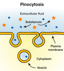 <p>phinocytosis</p>