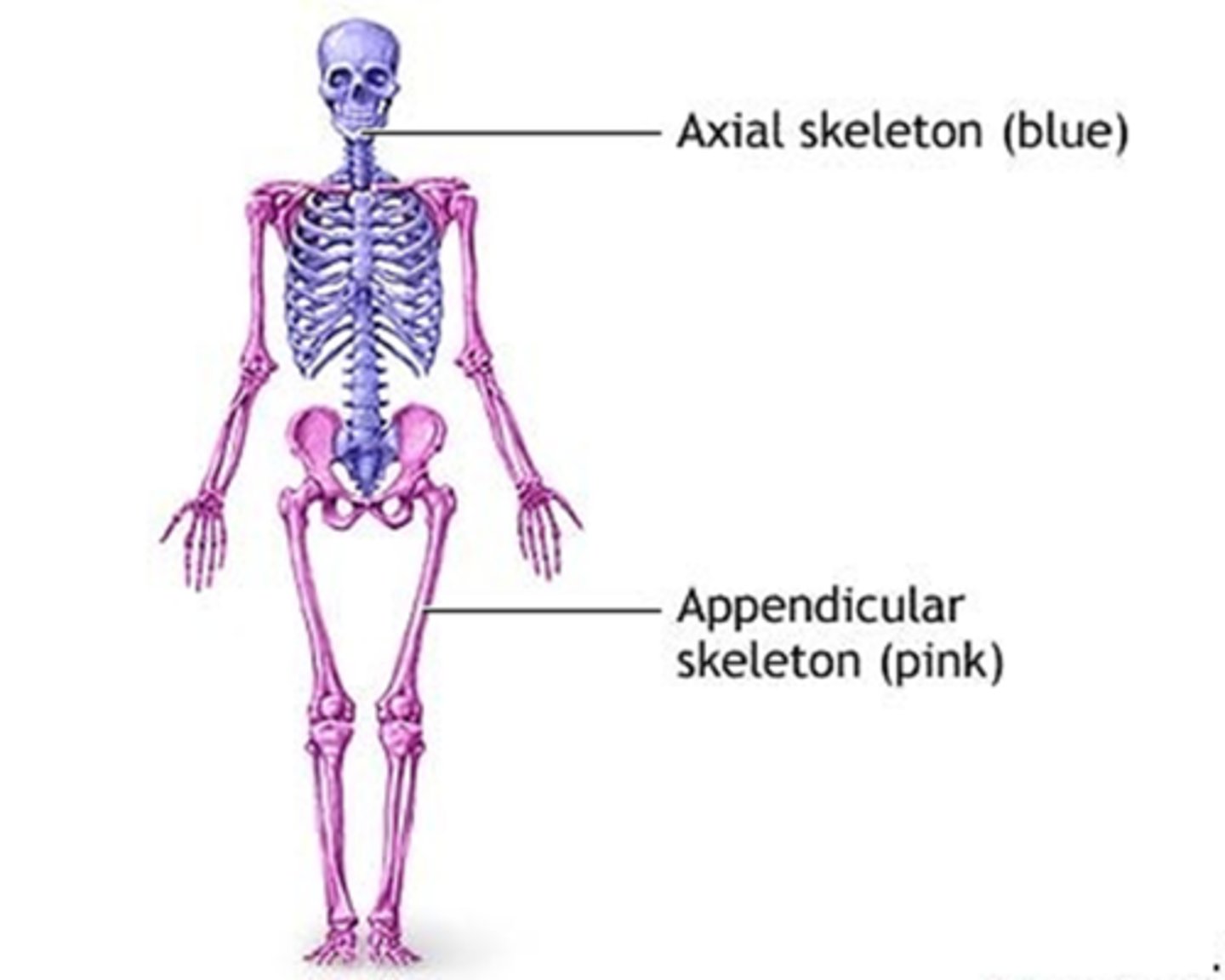 <p>The body can be divided into which two main regions?</p><p>A) Axial and Appendicular</p><p>B) Superior and Inferior</p><p>C) Medial and Lateral</p><p>D) Proximal and Distal</p>