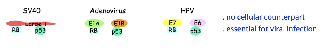 <ul><li><p>DNA tumour viruses encode oncoproteins</p></li><li><p>these inactivate RB and p53</p></li></ul><p></p><p>Are essential for viral infection</p>